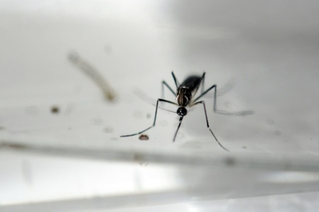 Sterilised mosquito trial slashes dengue-spreading population