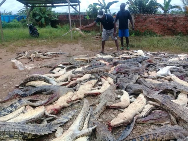 Indonesian mob butchers hundreds of crocs in revenge attack