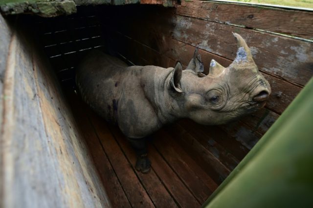Ninth rhino dead after failed move to new park in Kenya
