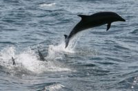 A reward of up to $11,500 is being offered for information leading to the capture of the killer of a pregnant bottlenose dolphin