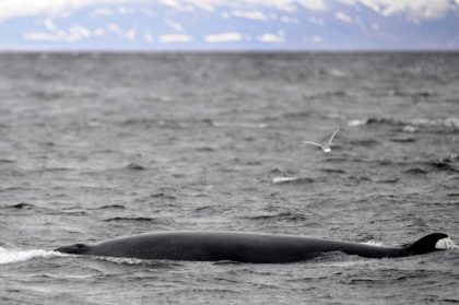 Minke whale hunting ends in Iceland