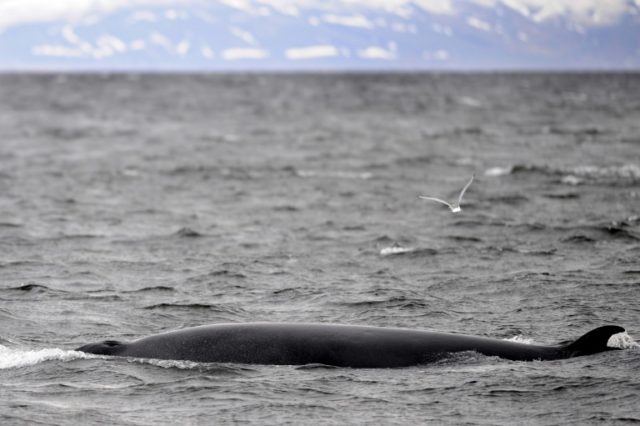 Minke whale hunting ends in Iceland