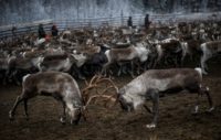 The Sami are the only people authorised to herd reindeer in Sweden