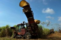 Cuba plans to study whether sugar cane harvests like this one in Matanzas province have been hurt by climate change
