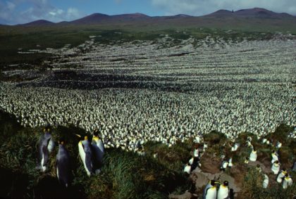 World's biggest king penguin colony shrinks 90 percent
