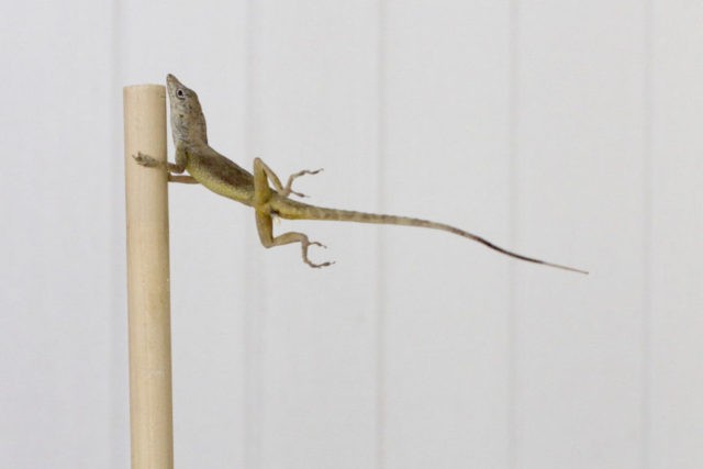 Stormy Lizards In this Oct. 19, 2017 photo provided by Colin Donihue, an anoles lizard hangs onto a pole during a simulated wind experiment in the Turks and Caicos Islands. According to a study in the Wednesday, July 25, 2018 edition of the journal Nature, lizards who survived 2017’s Hurricanes Irma and Maria had 6 to 9 percent bigger toe pads, significantly longer front limbs and smaller back limbs, compared with the population before the storms. (Colin Donihue via AP) The Associated Press