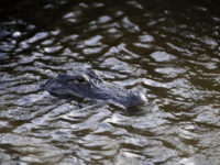 Sheriff's officials said the alligator believed to be responsible for the attack was captured and destroyed. File Photo by David Tulis/UPI