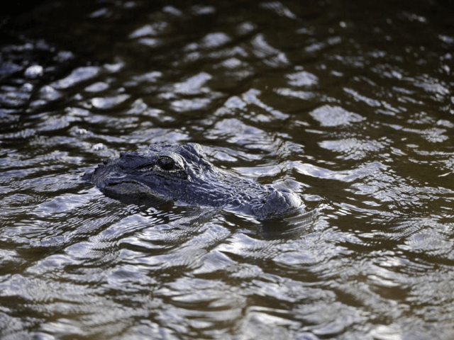 Sheriff's officials said the alligator believed to be responsible for the attack was captu