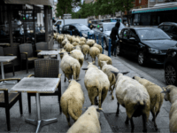 GettyImages-973147914 A herd of sheep passes by cafes in Aubervilliers, north of Paris, on June 13, 2018 as part of a cattle drive. - The flock of 60 ewes trot past cafe terraces as they rush across a pedestrian crossing before going to graze at the foot the HLM Aubervilliers building: …