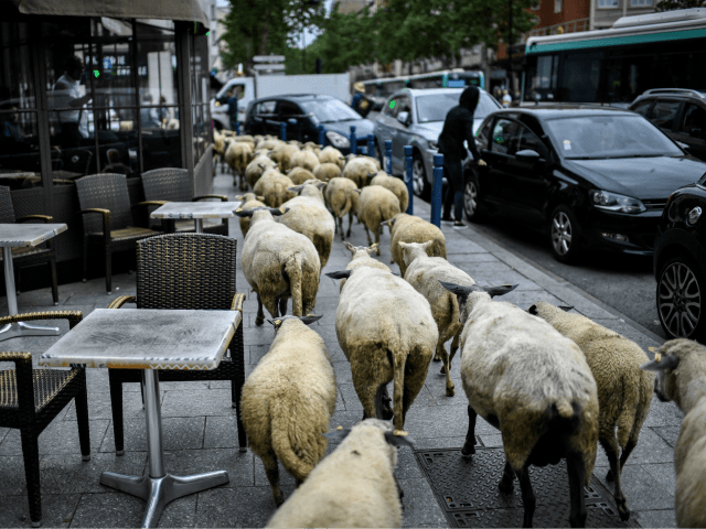 A herd of sheep passes by cafes in Aubervilliers, north of Paris, on June 13, 2018 as part of a cattle drive. - The flock of 60 ewes trot past cafe terraces as they rush across a pedestrian crossing before going to graze at the foot the HLM Aubervilliers building: …