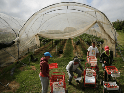 UK Farm EU Migrant Workers Labor