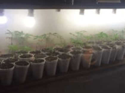 Marijuana growth in Matamoros