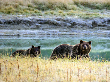 A Grizzly bear mother and her cub walk near Pelican Creek October 8, 2012 in the Yellowstone National Park in Wyoming.Yellowstone National Park is America's first national park. It was established in 1872. Yellowstone extends through Wyoming, Montana, and Idaho. The park's name is derived from the Yellowstone River, which …