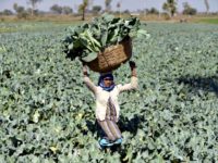 ndian farmer Gomtiben lifts a basket loaded with cauliflowers in a field in Rasalpur village, India, on Jan. 26, 2016. According to a new study, food scarcity due to climate change will most effect populations in India and China.