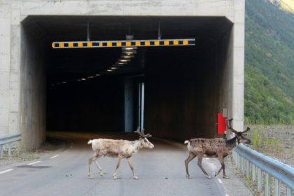 Record Arctic heat drives reindeer into cool tunnels