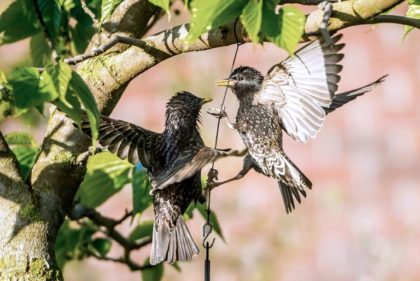 Antidepressants change songbirds courtship rituals: UK study