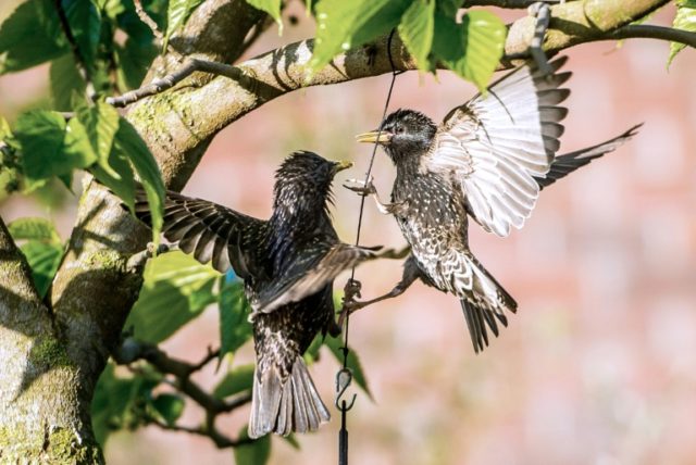 Antidepressants change songbirds courtship rituals: UK study