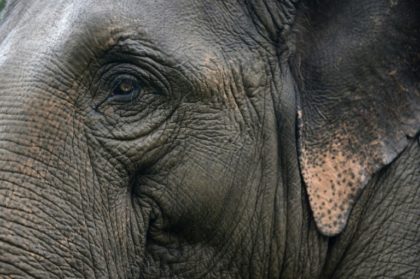 Asia's wild-captured worker elephants die young