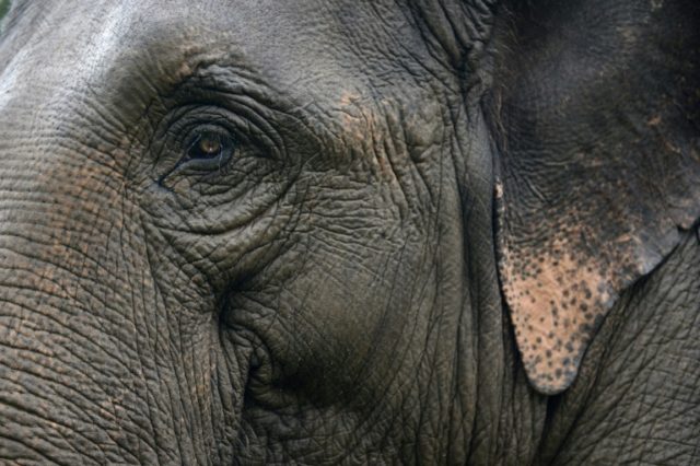 There are currently some 5,000 adult elephants working in Myanmar, the vast majority dragging freshly cut tree trunks through the dense jungle to transport hubs and mills Asia's wild-captured worker elephants die young