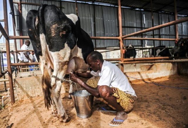 Refusing to be cowed, Somali opens country's first dairy