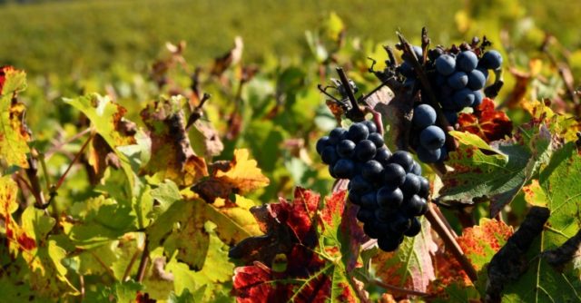 Heat brings relief for French vineyards