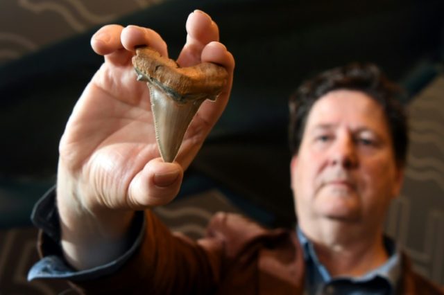 Rare teeth from ancient mega-shark found on Australia beach