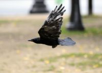 Something to crow about: Rooks are being put to work picking cigarette butts at a French theme park