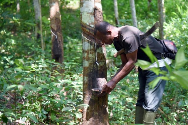 In Ivory Coast, global rubber glut erases profits