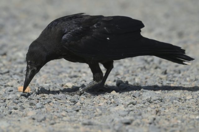 Rubbish-collecting crows a star attraction at French theme park
