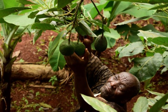 Kenyan farmers toast growing European demand for avocados