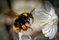A new class of insecticide -- 'can have a negative impact on the reproductive output of bumblebee colonies'