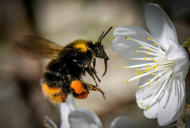 New pesticide may harm bees as much as those to be replaced