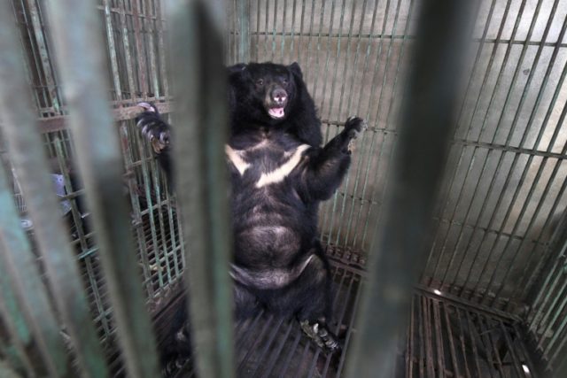 Vietnam's caged bears dying off as bile prices plummet