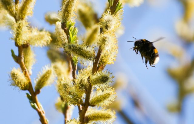 Pesticides have been blamed as a cause of colony collapse disorder in bees Bees get hooked on harmful pesticide: study