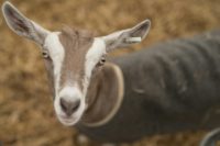 Shown two pictures of the same person -- one with a happy expression and the other angry -- 20 domesticated goats in an experiment were more likely to approach the smiling image and touch it with their snout