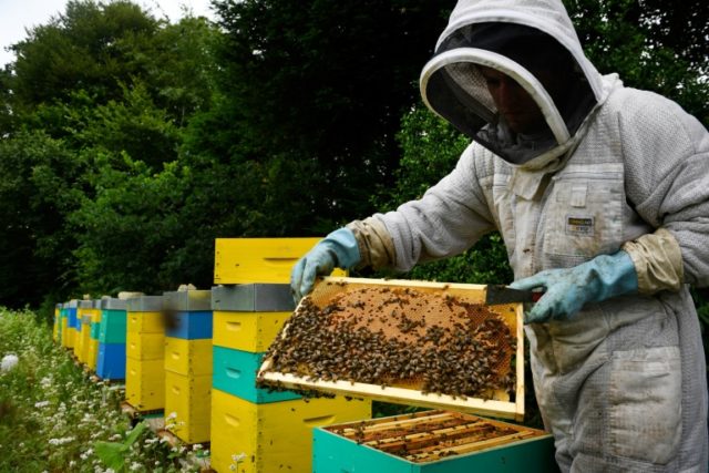 France's ban on bee-killing pesticides begins Saturday