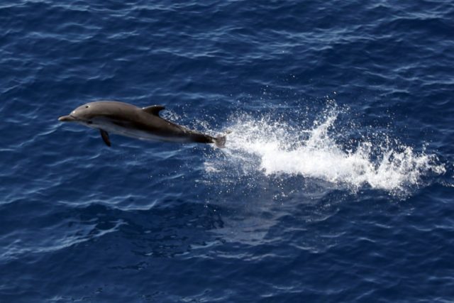 Unfit for porpoise: Naughty dolphin causes French beach ban