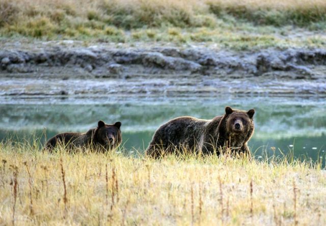 US judge blocks grizzly bear hunt near Yellowstone Park