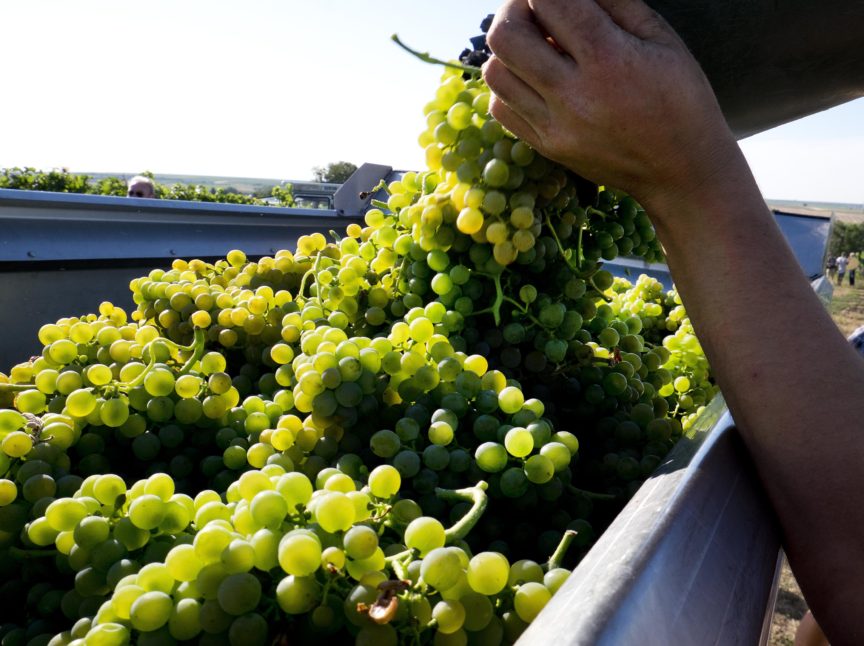 Germany launches earliest grape harvest yet amid heat wave Breitbart