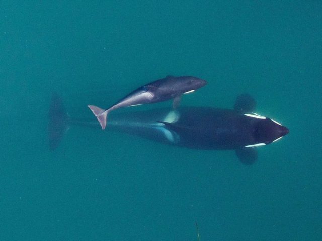 Endangered Orcas This September 2015 photo provided by NOAA Fisheries shows a aerial view of adult female Southern Resident killer whale (J16) swims with her calf (J50). Federal officials are weighing options to save an emaciated endangered orca that includes feeding it live salmon dosed with medicine. Biologists are worried about the survival of a 4 year old orca known as J 50, a member of a dwindling population of whales that spend time in Pacific Northwest waters (NOAA Fisheries/Vancouver Aquarium via AP, File) The Associated Press