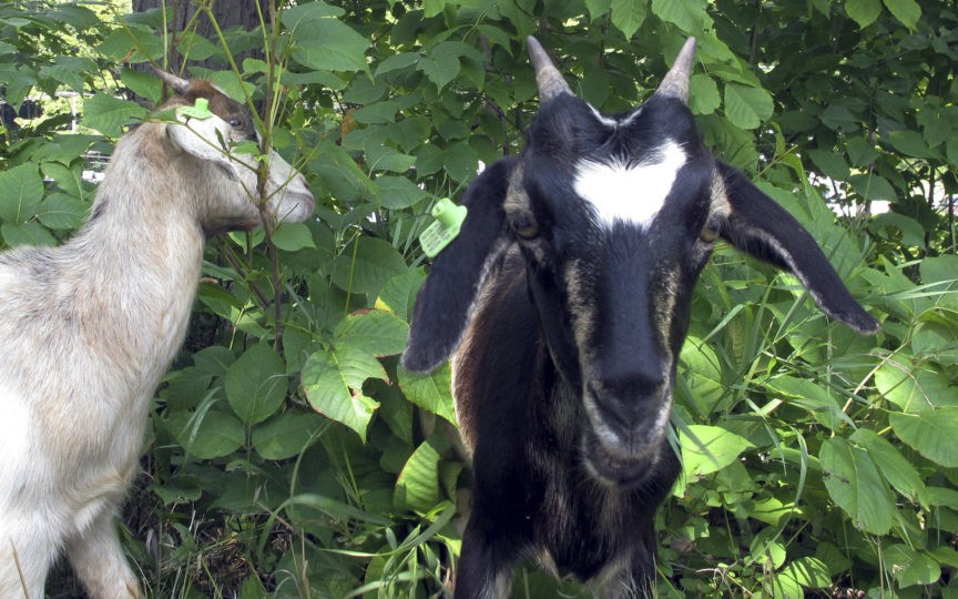 Vermont city employs goats to get rid of poison ivy Breitbart