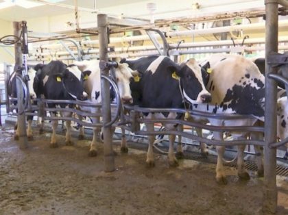 SUNY Women’s Studies Staffer: Milking Cows Is ‘Sexual Assault’
