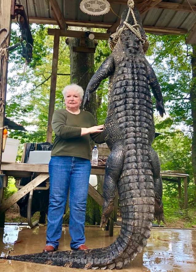 Livinsgston, Texas, Mayor Judy B. Cochran with her 12 feet 6 inch alligator. (Photo: Polk County Constable Scott Hughes)