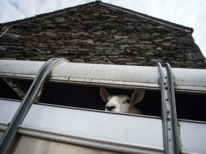 Some of farmer Pip Simpson's store lambs are transported to a livestock auction from