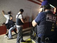 The Immigration and Customs Enforcement (ICE) agency arrested more than … ICE Homeland Security Investigations Agents Arrest Gang Members. (File Photo: U.S. Immigration and Customs Enforcement/Homeland Security Investigations)