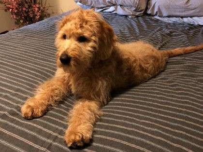 Vegas Shooting Survivors’ Therapy Dog Shot to Death