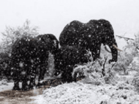 Elephants in South Africa snow (Kitty Viljoen / Twitter) Elephants in South Africa snow (Kitty Viljoen / Twitter)