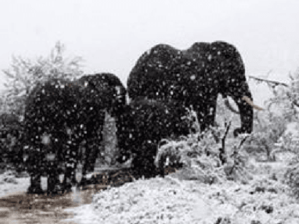 Elephants in South Africa snow (Kitty Viljoen / Twitter)