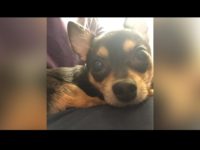 Dunky, a 4-year-old Chihuahua, died after a suspect broke into a car and threw him over a railing near San Francisco’s Union Square, police said. SOURCE: SFPD via SF Gate