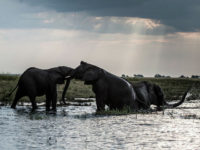 elephants-river-botswana-chobe-national-park-getty Elephants splash at sunset in the waters of the Chobe river in Botswana Chobe National Park, in the north eastern of the country on March 20, 2015. African elephants could be extinct in the wild within a few decades, experts warned on March 23, 2015 at a major conservation summit …